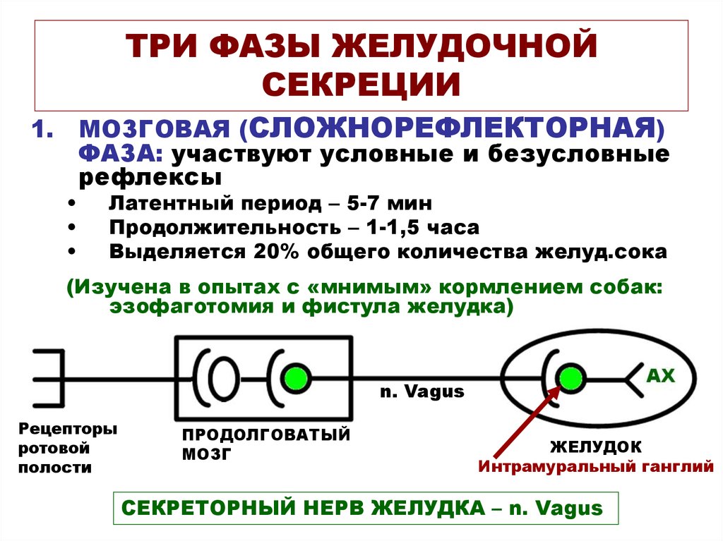 Стадия секреции