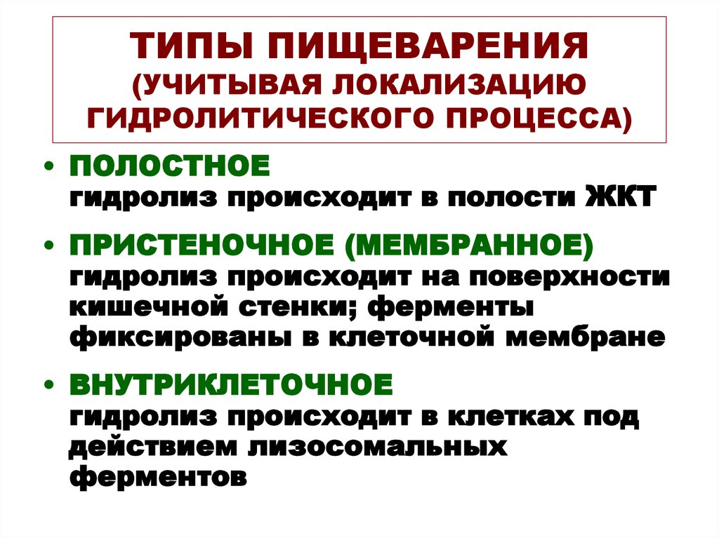 Типы пищеварения