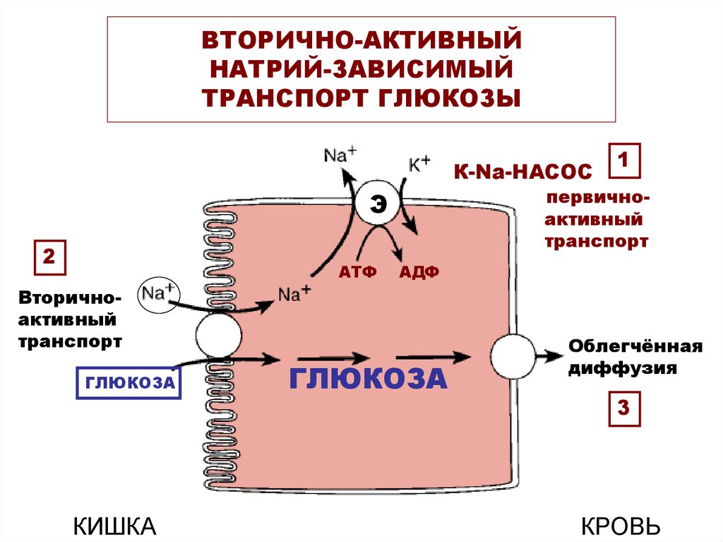 Транспорт глюкозы