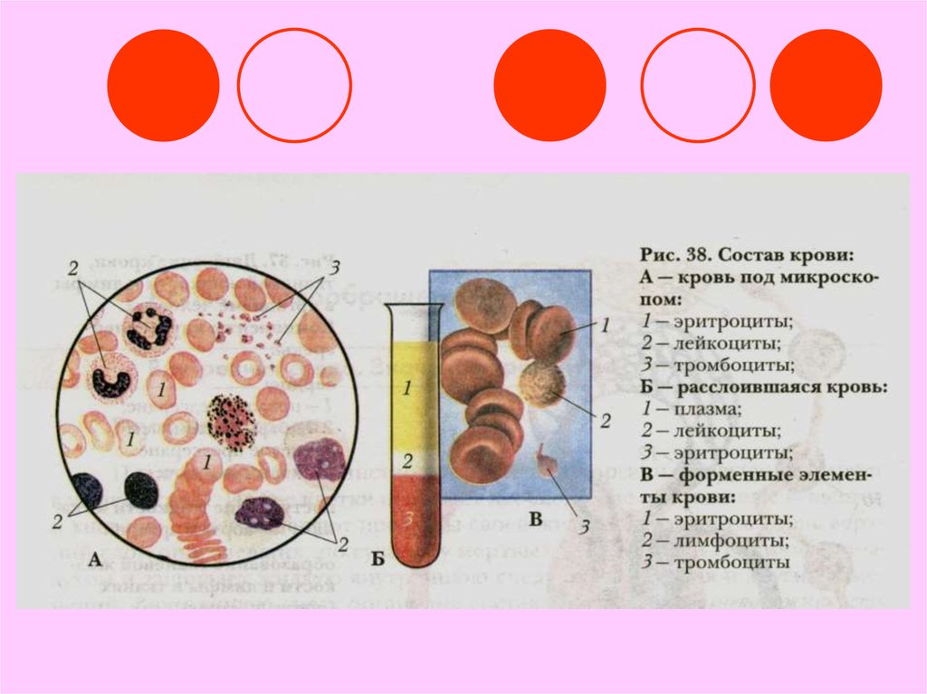 Строение крови человека схема