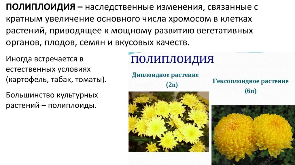 Получение полиплоидных гибридов. Полиплоидия хризантемы. Сорта растений полиплоидия. Полиплоидия в селекции. Полиплоидные формы растений.