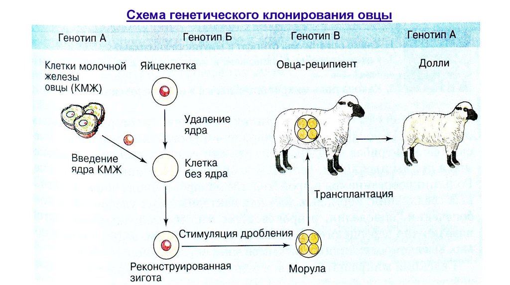 Схема клонирования овцы долли