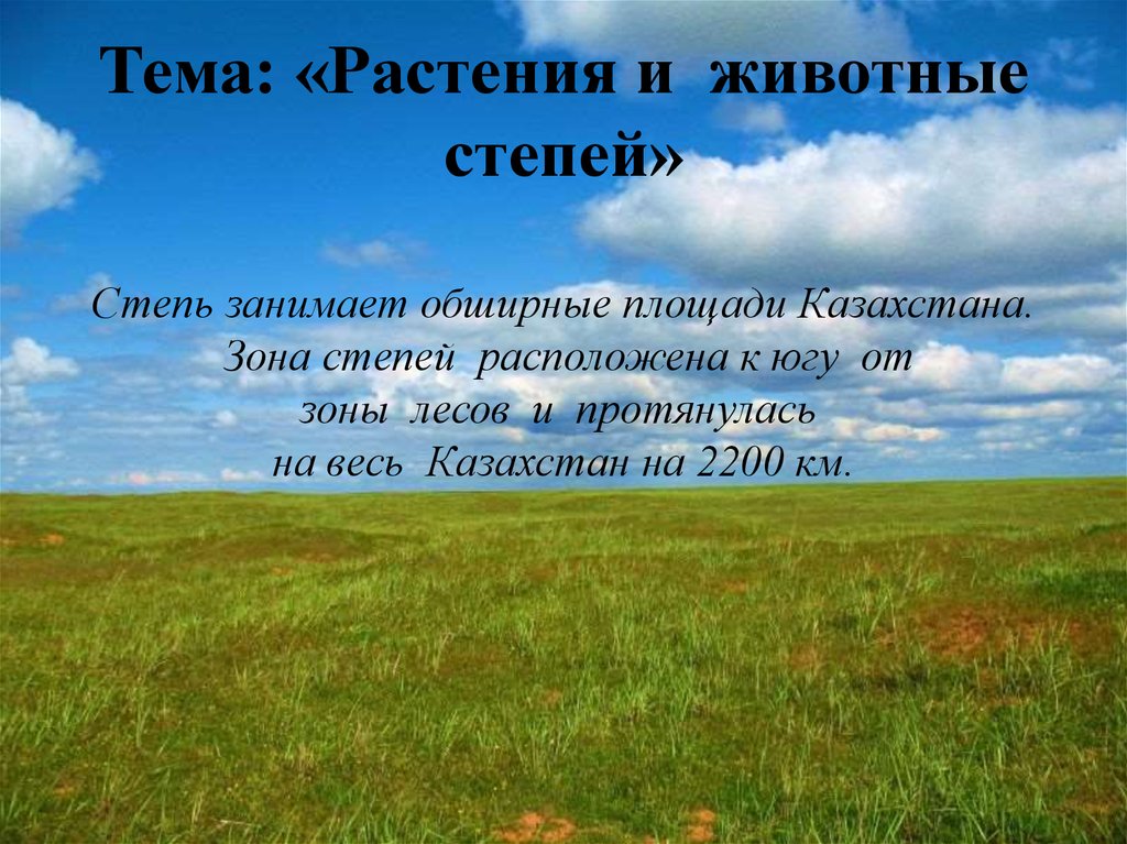 Площадь занятая степей в россии