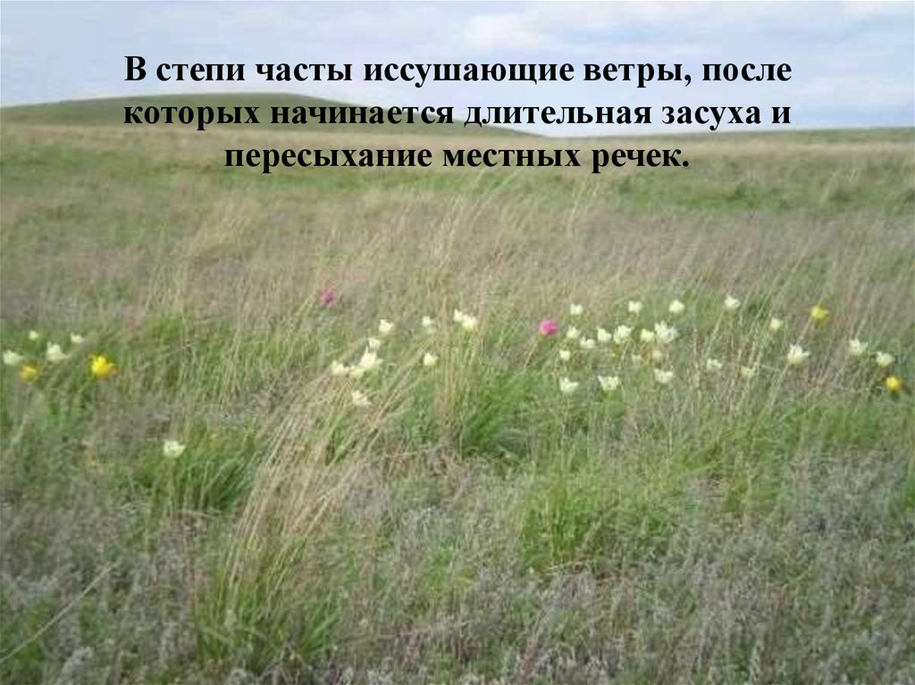 Природная зона степь 4 класс окружающий мир. Название степей. Сообщество степи. Разнообразие степей. Природное сообщество степь.