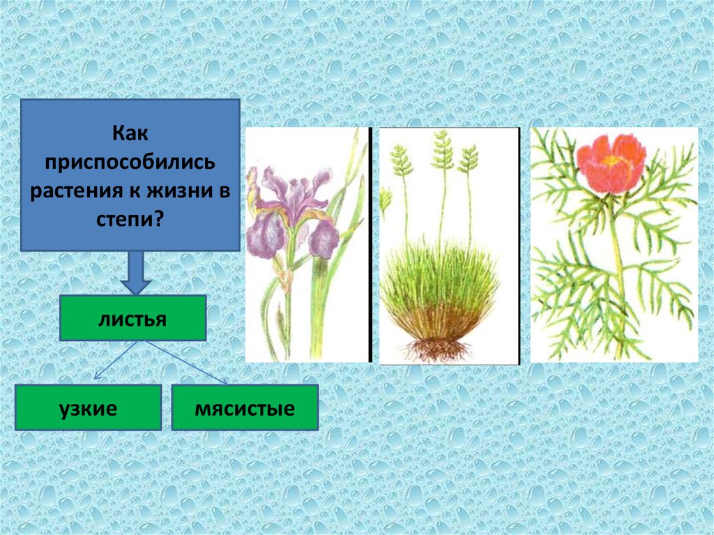 Растения степи 5 класс биология. Растительность степи. Приспособления степных растений. Растения степи. Приспособления растений в степи.