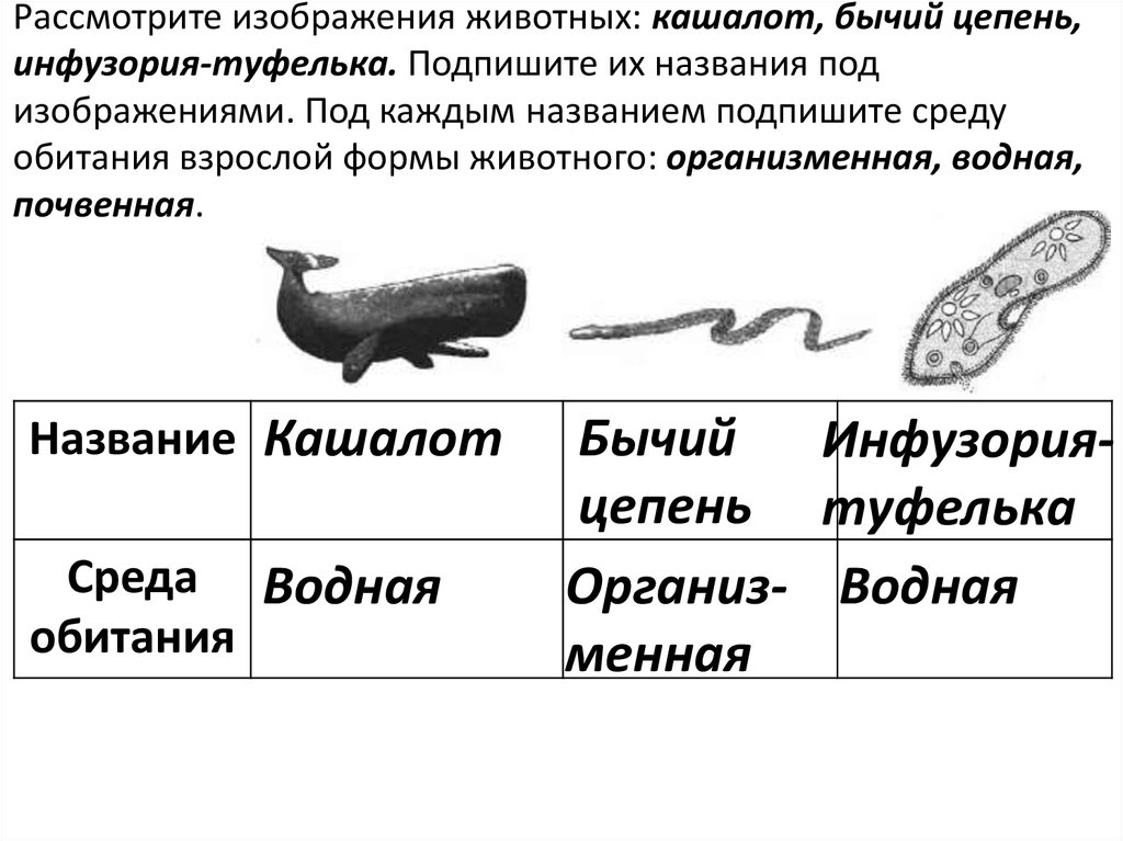 Рассмотрите изображения животных