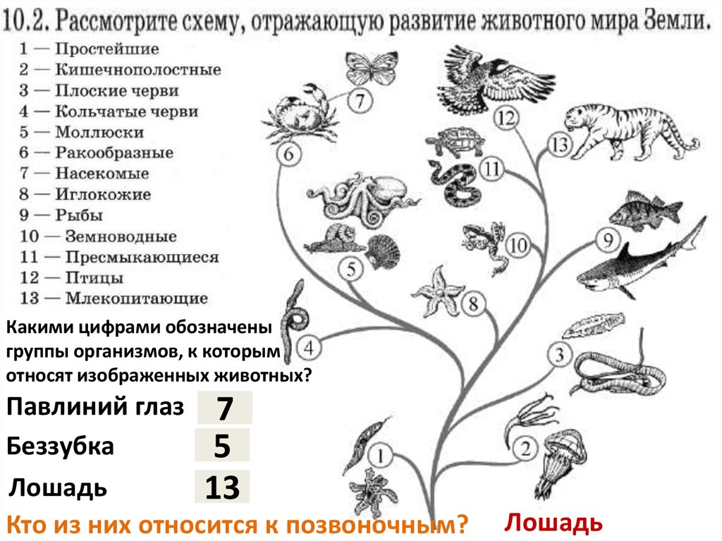 Схема развития животного и растительного мира