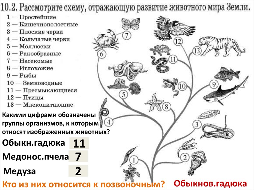 Схема развития растительного мира земли 7 класс