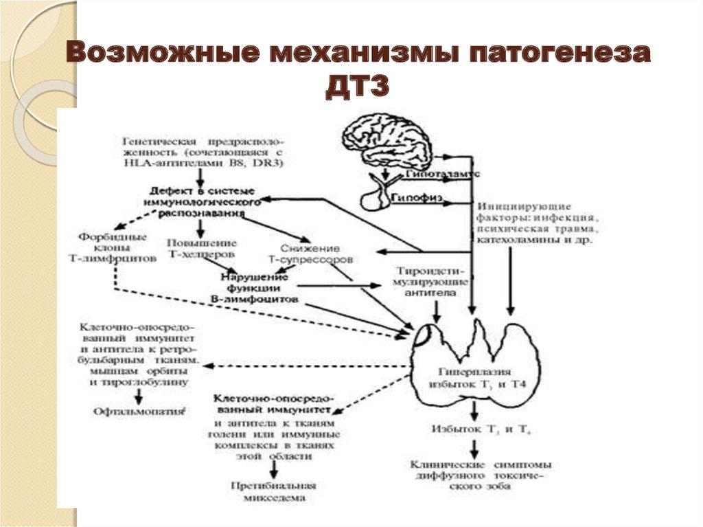 Патогенез гипотиреоза схема