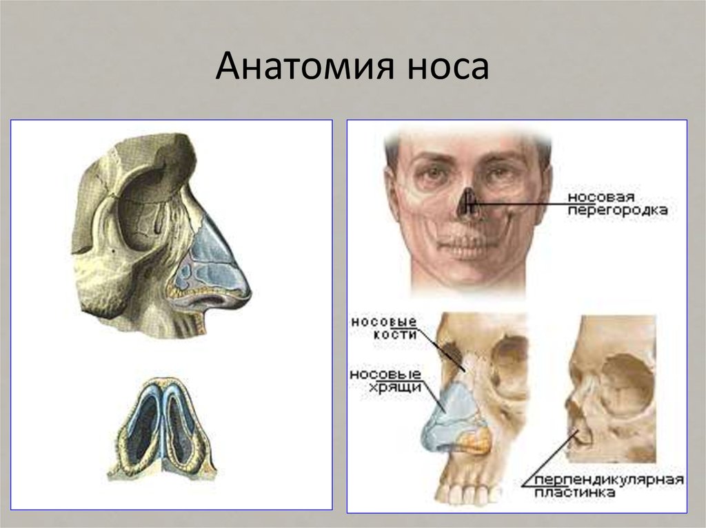 Закрытый перелом костей носа карта вызова