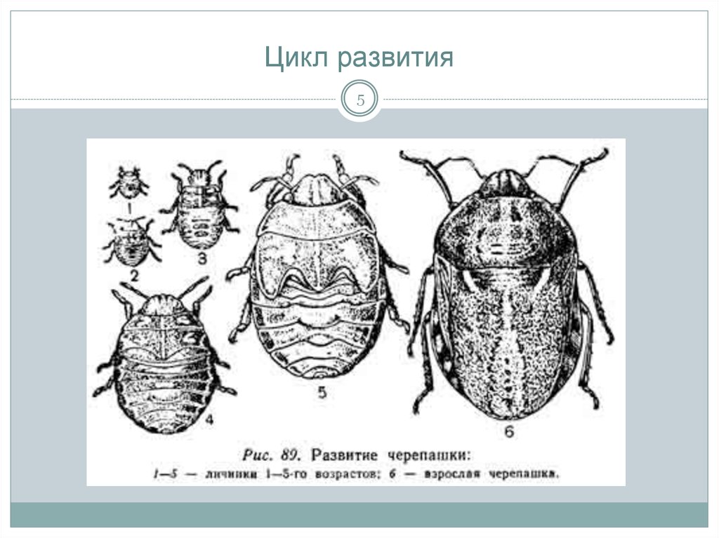 Постельный клоп полное или неполное превращение. Клоп вредная черепашка личинка. Цикл развития клопа Черепашки. Клоп вредная черепашка превращение. Клоп вредная черепашка стадии развития.