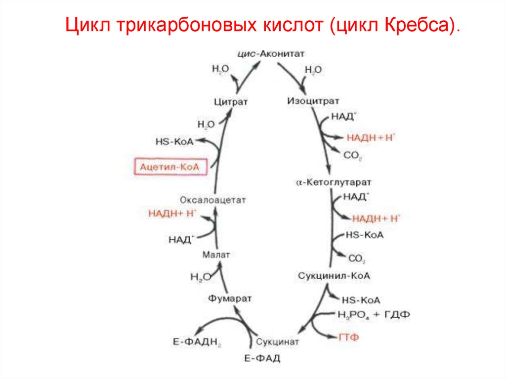 Цикл коа. Цикл Кребса ЦТК. Цикл трикарбоновых кислот биохимия. Цикл трикарбоновых кислот цикл Кребса. Биологическое окисление цикл Кребса.