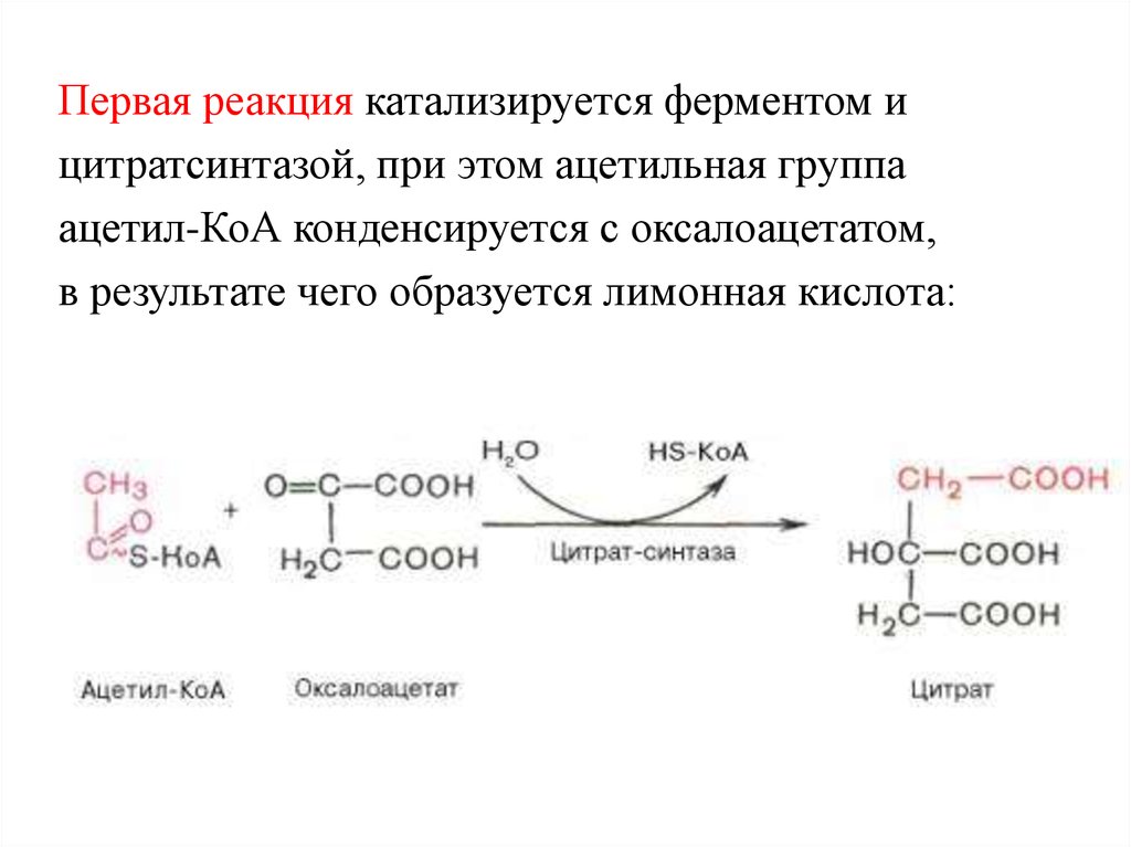 Ферменты катализирующие синтез. Оксалоацетат в цитрат реакция. Взаимодействия ацетил-s-КОА И оксалоацетата. Ацетил КОА В лимонную кислоту реакция. Оксалоацетат и ацетил КОА.