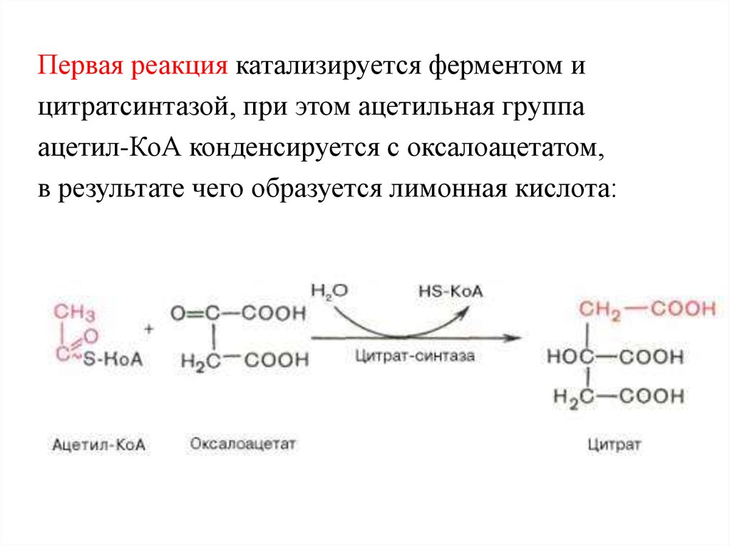 Химическая реакция катализируемая ферментом