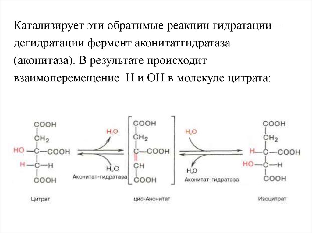 Гидролазы реакции. Аконитатгидратаза (аконитаза). Аконитаза фермент. Катализируемая реакция. Обратимая реакция фермента это.