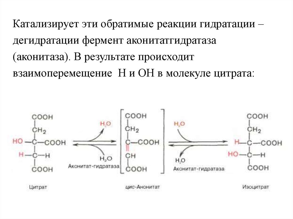 Реакция катализируемая алт. Аконитатгидратаза (аконитаза). Аконитаза фермент. Обратимая реакция фермента это. Фермент катализирующий реакцию дегидратации.