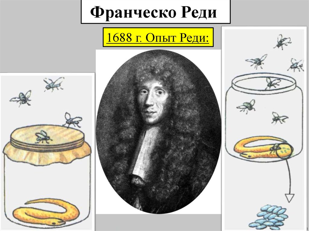 Реди т. Учёный Франческо реди. Эксперимент Франческо реди. Опыт реди. Опыт реди 1688.