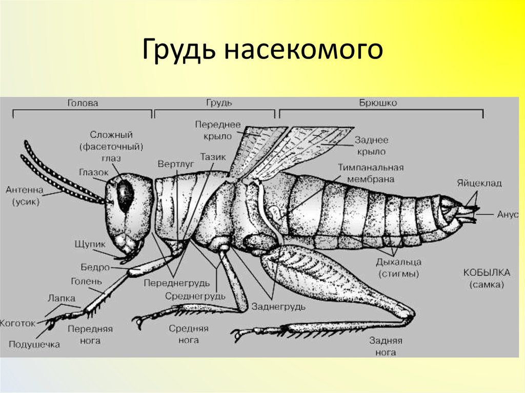 В интернете найдите фотографию какого либо насекомого рассмотрите изображение какие части