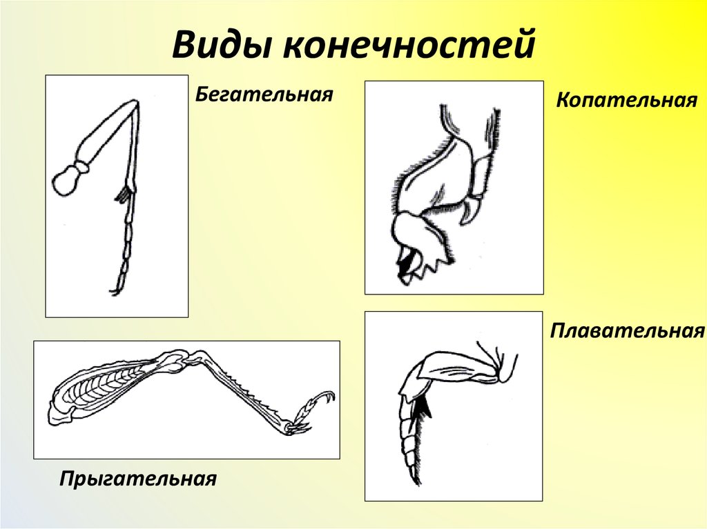 Типы конечностей. Тип конечности бегательная насекомые. Строение бегательных конечностей. Типы грудных конечностей насекомых. Копательная конечность насекомого строение.