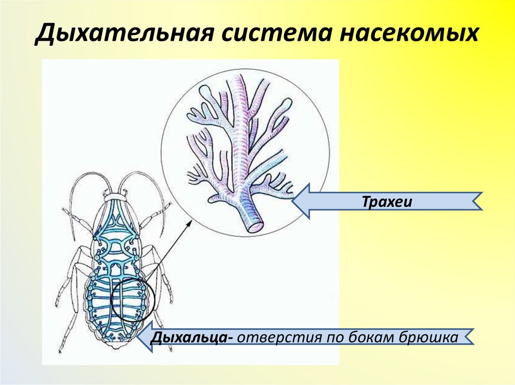 В чем особенность трахейного дыхания. Трахейное дыхание у насекомых. Система органов дыхания насекомых. Строение трахейной системы насекомых.