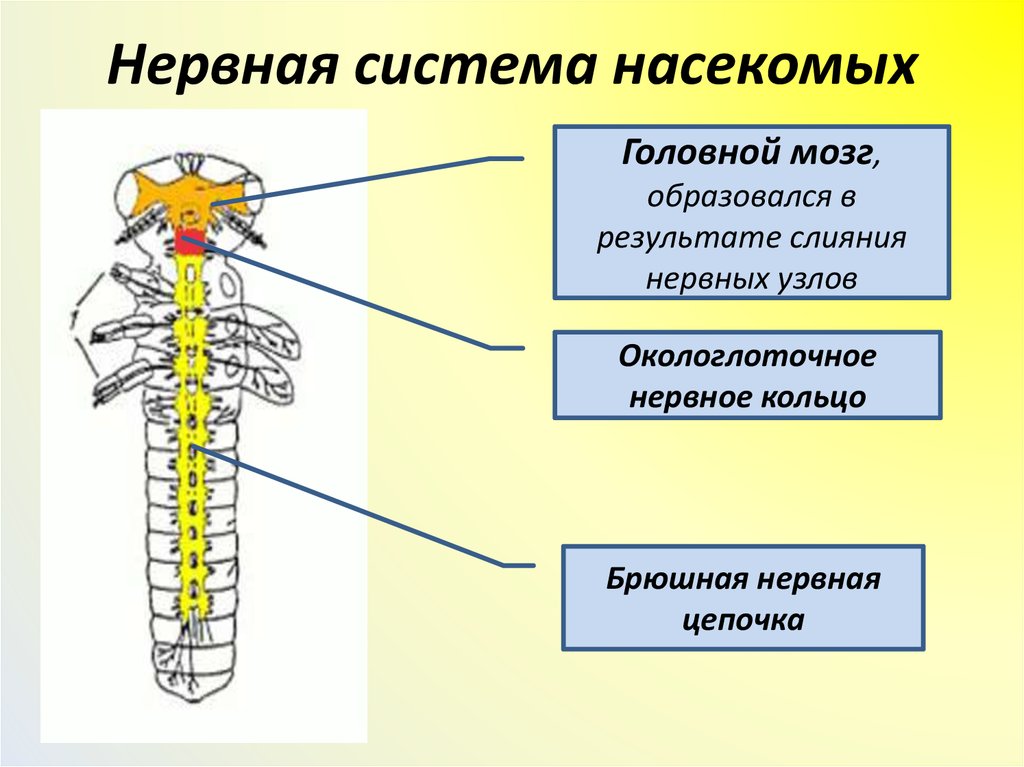 Какие системы у насекомых. Строение нервной системы насекомых. Класс насекомые нервная система. Нервная система насекомых 7 класс биология. Нервная система насекомых схема.