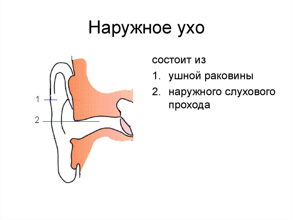 Состав ушной раковины. Наружное ухо состоит анатомия. Наружное ухо строение. Наруюнле ухо состоит из.