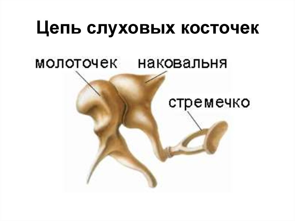 В среднем ухе расположены молоточек