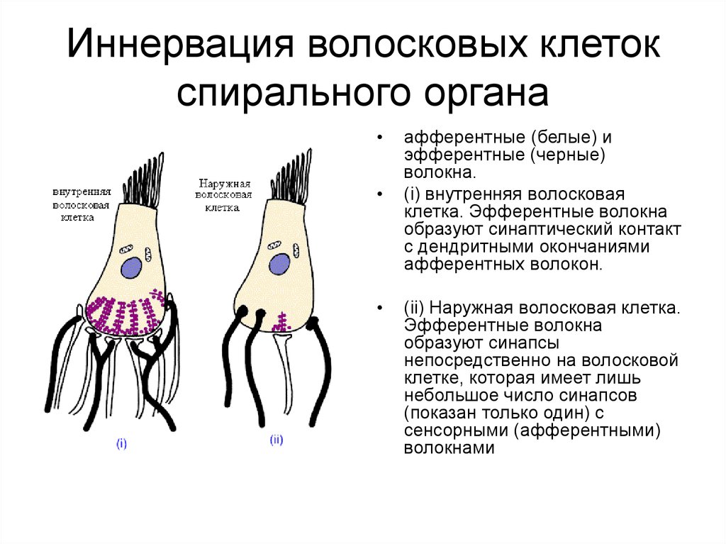 Наружные волосковые клетки улитки