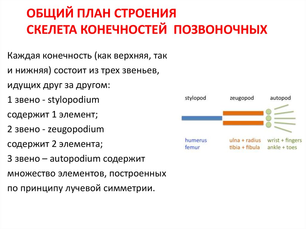 Обратите внимание на общий план строения соответствие разных элементов конечностей