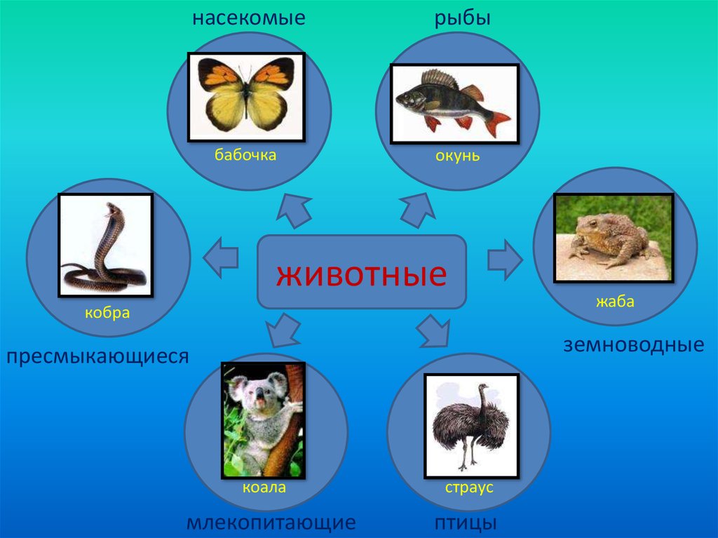 Животные рыбы насекомые. Млекопитающие птицы рыбы. Звери птицы рыбы насекомые земноводные пресмыкающиеся. Рыбы земноводные пресмыкающиеся птицы млекопитающие. Млекопитающие птицы рыбы насекомые.