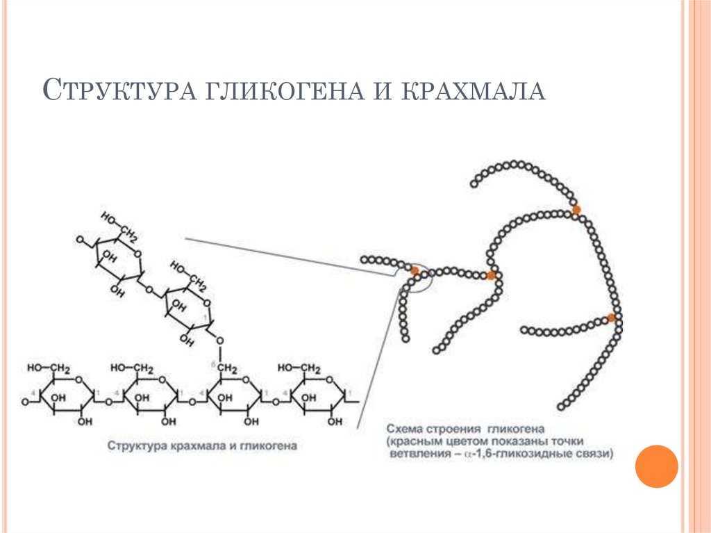 Какой цифрой на рисунке обозначена схема строения крахмала