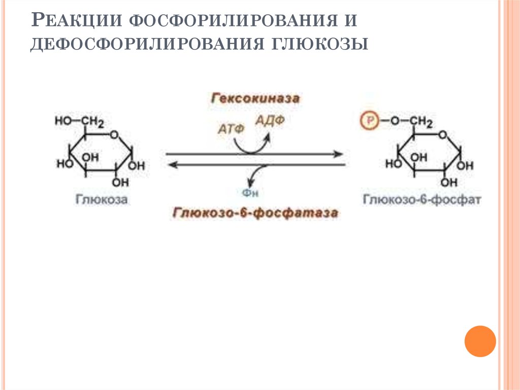Реакции фосфорилирования и дефосфорилирования глюкозы