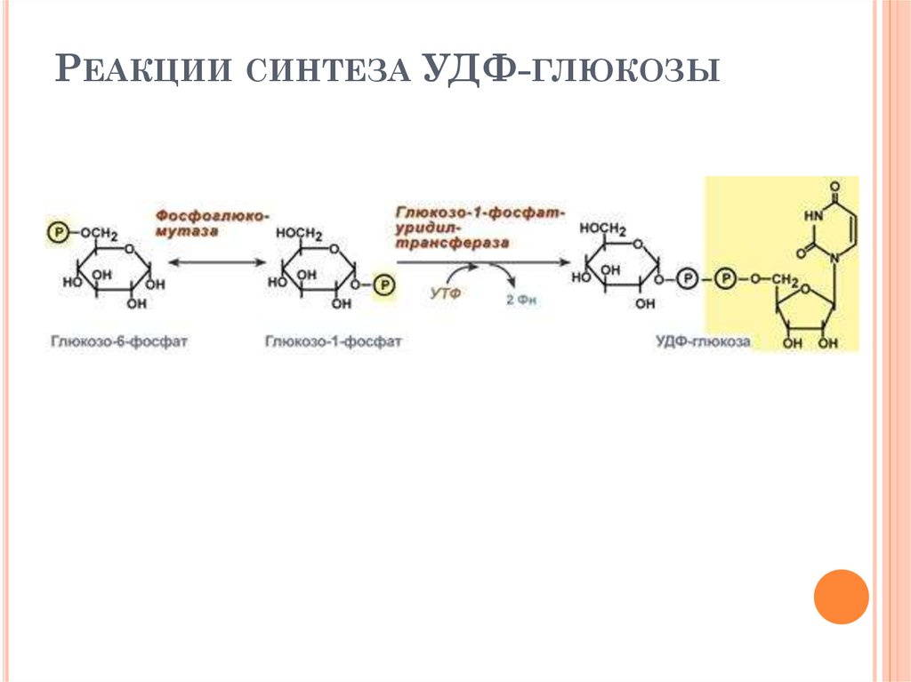 Реакции синтеза УДФ-глюкозы