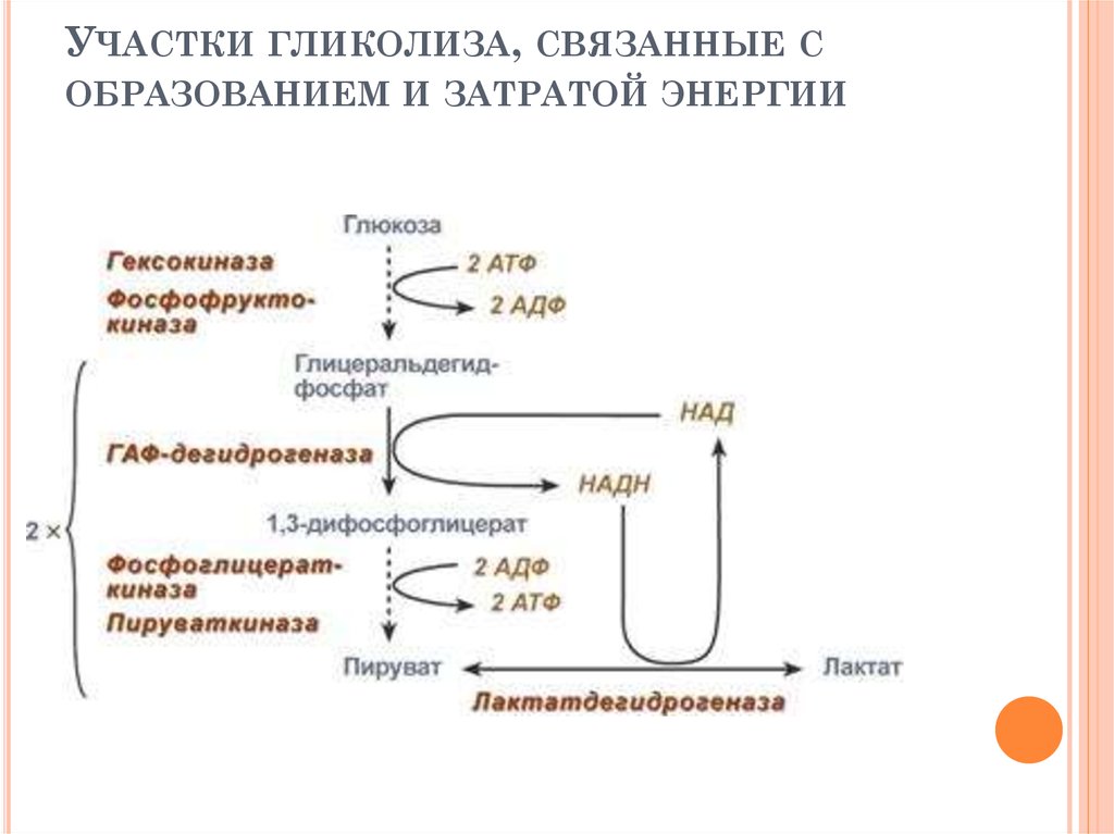 Схема гликолиза биохимия