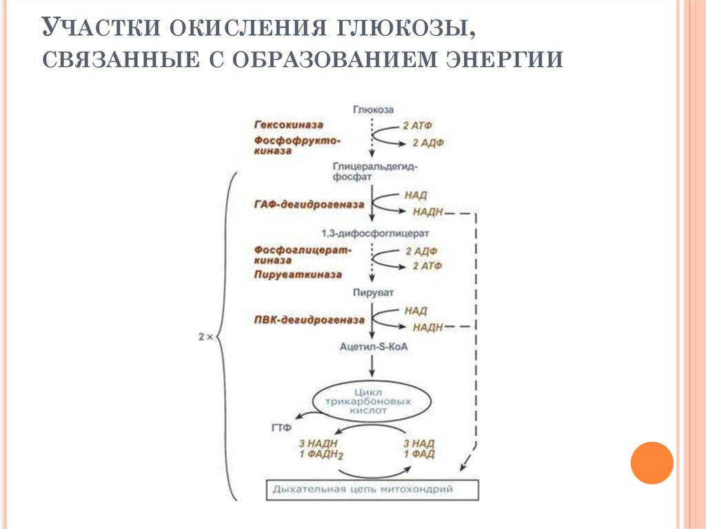 Окисление крахмала сколько атф. Схема дыхания окисления Глюкозы. Схема полного окисления Глюкозы. Окисление Глюкозы АТФ. 2 Типа окисления Глюкозы.