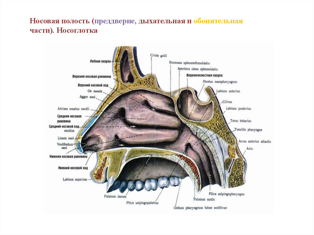 Дыхательная система человека - презентация онлайн