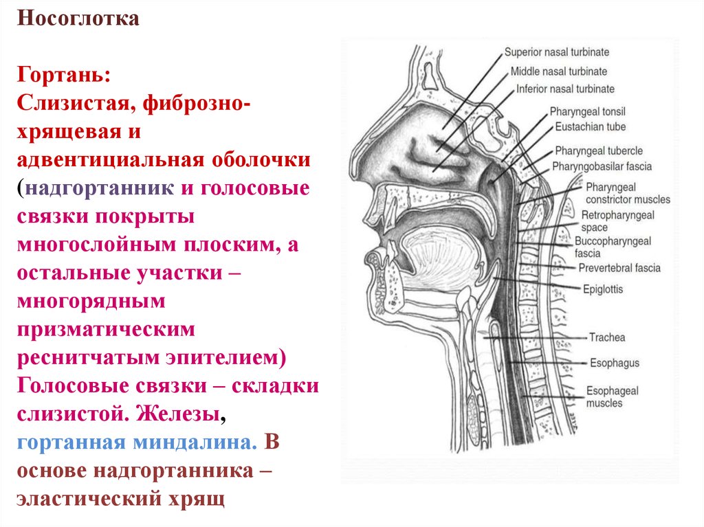 Дыхательная система человека - презентация онлайн
