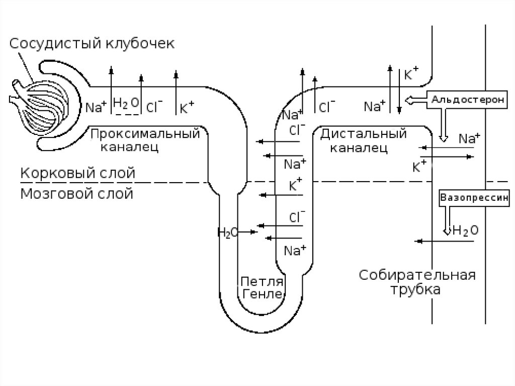 Схема нефрона физиология