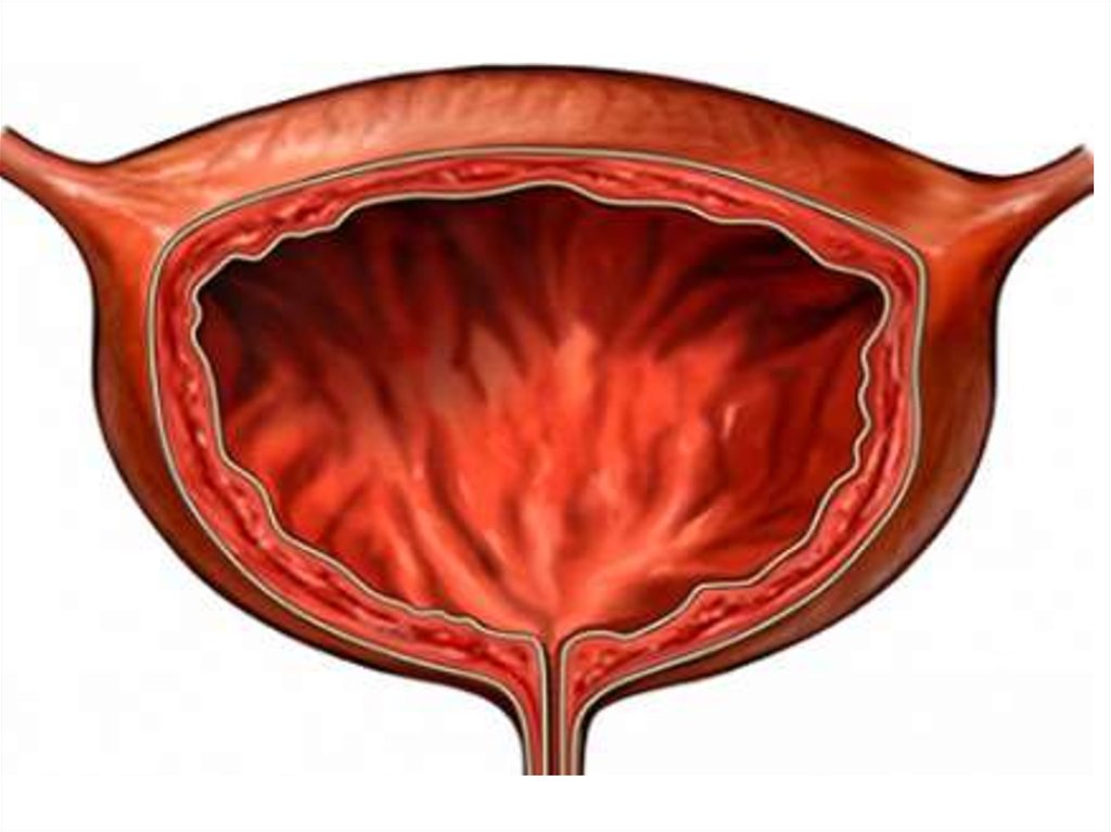 Мочевой пузырь картинки