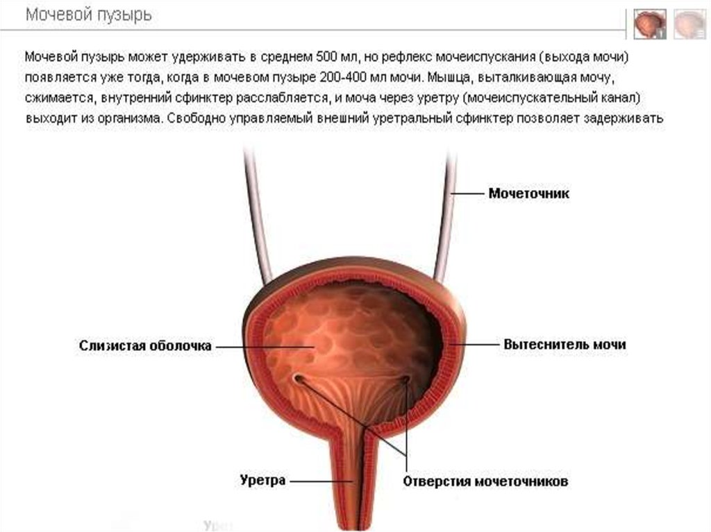 Задняя поверхность мочевого пузыря у мужчин прилежит. Анатомическое строение мочевого пузыря. Строение мочевого пузыря шейка. Мочеточниковое отверстие мочевого пузыря. Отверстие мочеточника в мочевом пузыре.