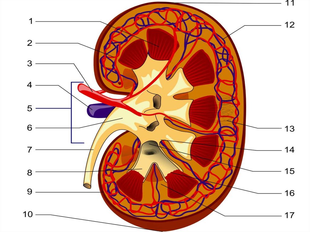 Kidney structure. Kidney Anatomy. Сосуды почки анимация. Камень нижней чашки почки. От каждой почки отходит