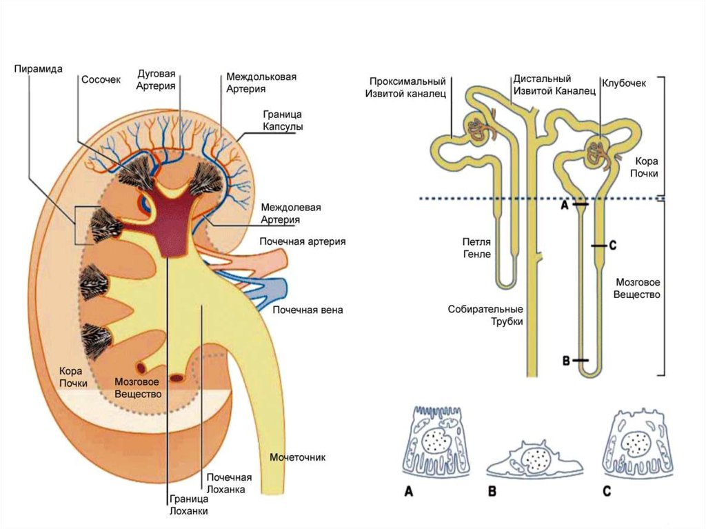 Строение нефрона почки человека рисунок с подписями