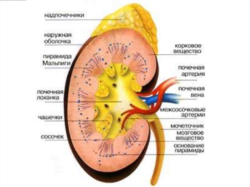 Физиология мочевыделительной системы презентация