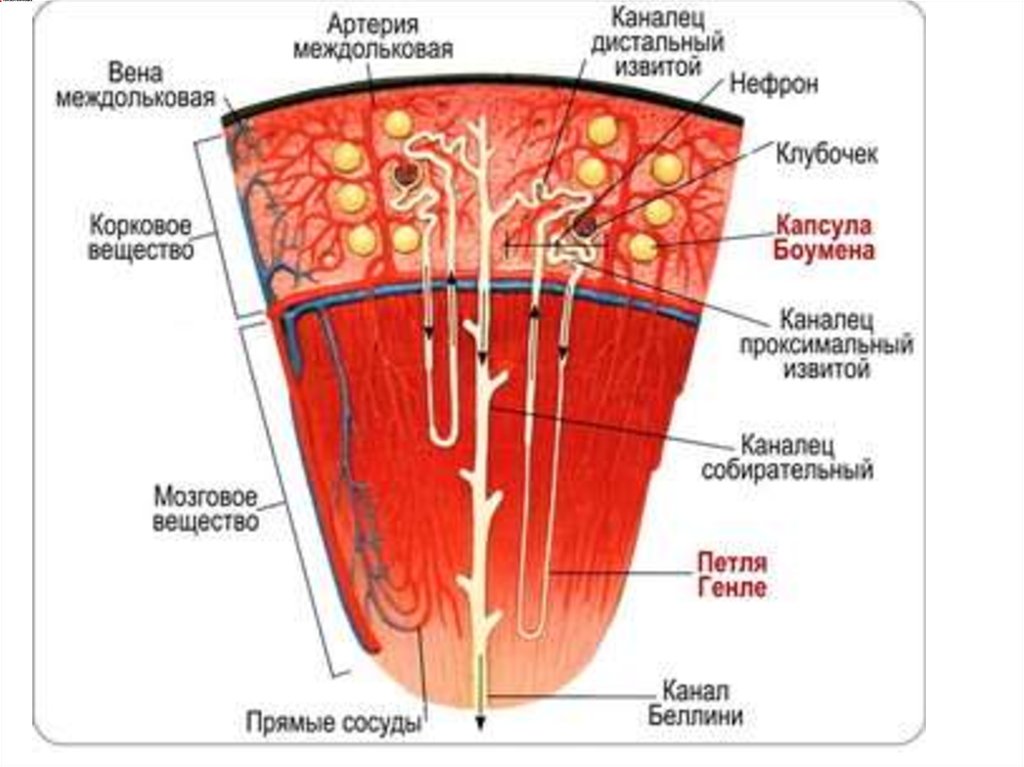 Капсула и каналец