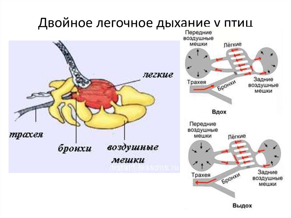 Схема дыхания птиц