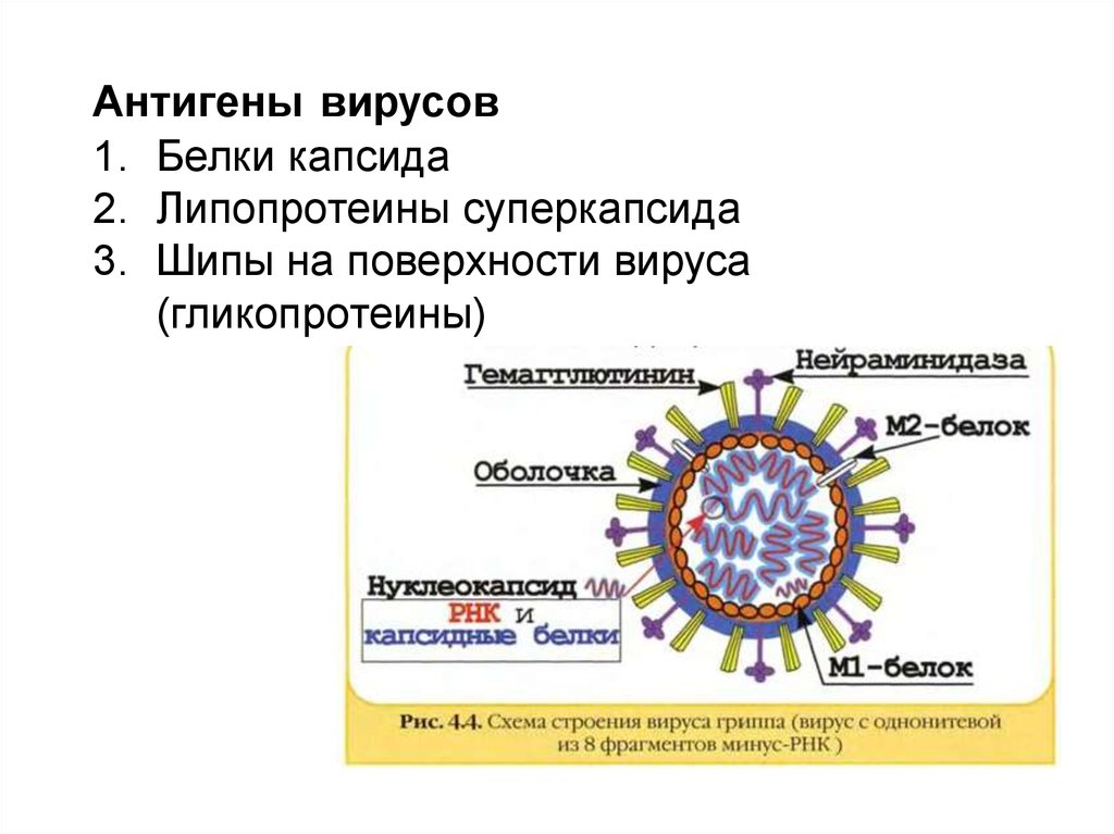 Белковый капсид. Респираторно синцитиальный вирус схема строения. Респираторно-синцитиальный вирус человека. Респираторно-синцитиальный вирус структура. Симптомы респираторно синцитиальной инфекции.