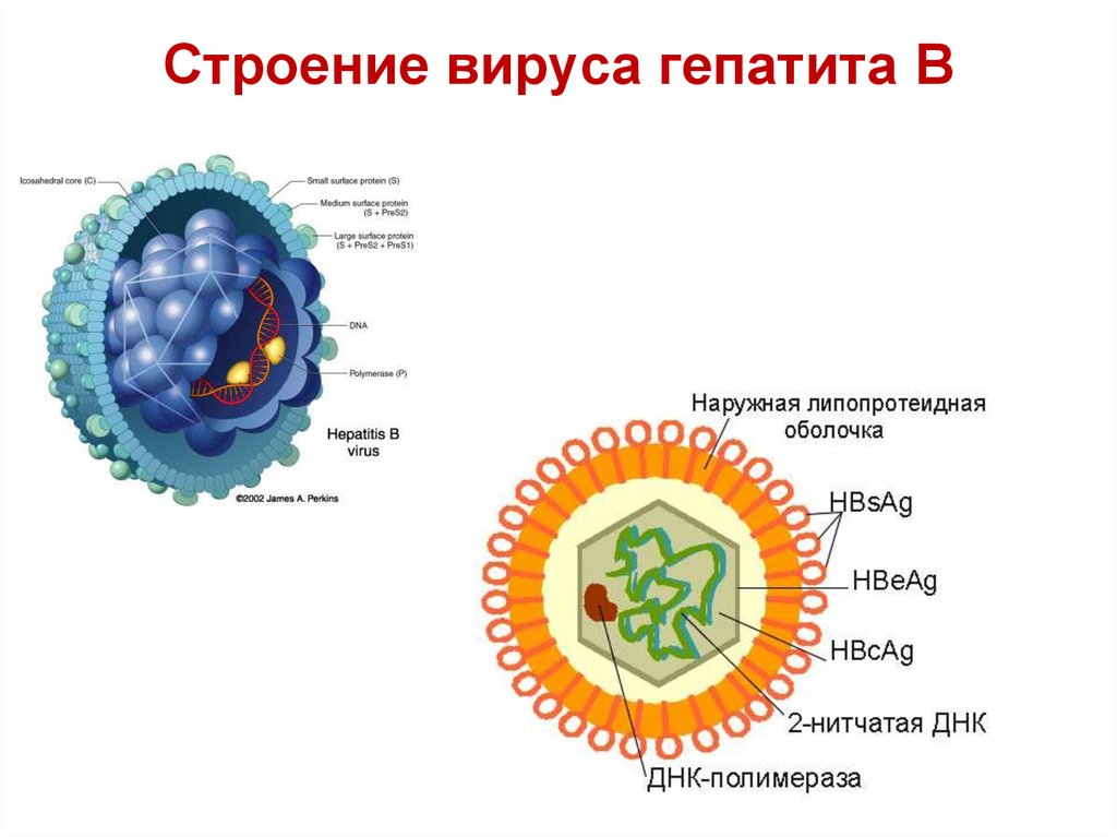 Вирус гепатита картинка