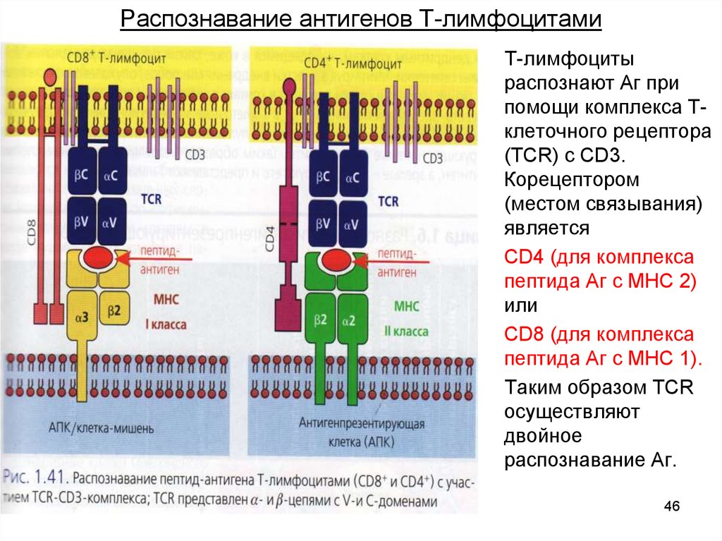 Распознавание антигена. Строение т-клеточного антиген распознающего рецептора. Распознавание антигена рецептором t‑лимфоцита. Строение и роль антиген распознающих рецепторов т лимфоцитов. Cd4+ т-лимфоциты комплекс гистосовместимости.