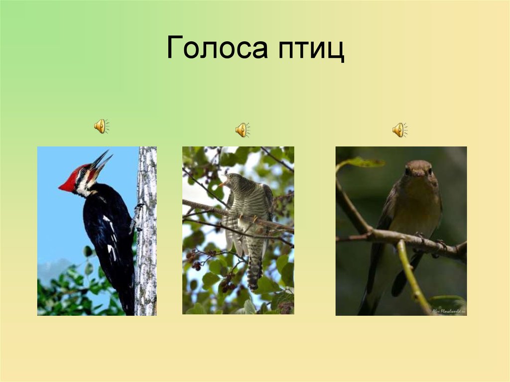 Начало голос птицы. Голоса птиц. Голоса птиц с названиями. Проект изучаем голоса птиц. Голоса птиц с названиями слушать.