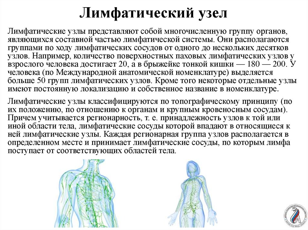 Лимфоузлы цвет. Лимфоидная ткань (лимфатический узел) Макрофол. Системы органов человека лимфатическая система. Лимфатическая система узлы. Лимфатические узлы являются органами.
